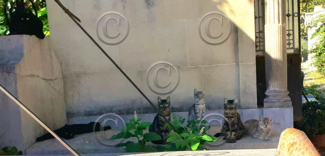 .Les jolies choses ne reclament pas l'attention....