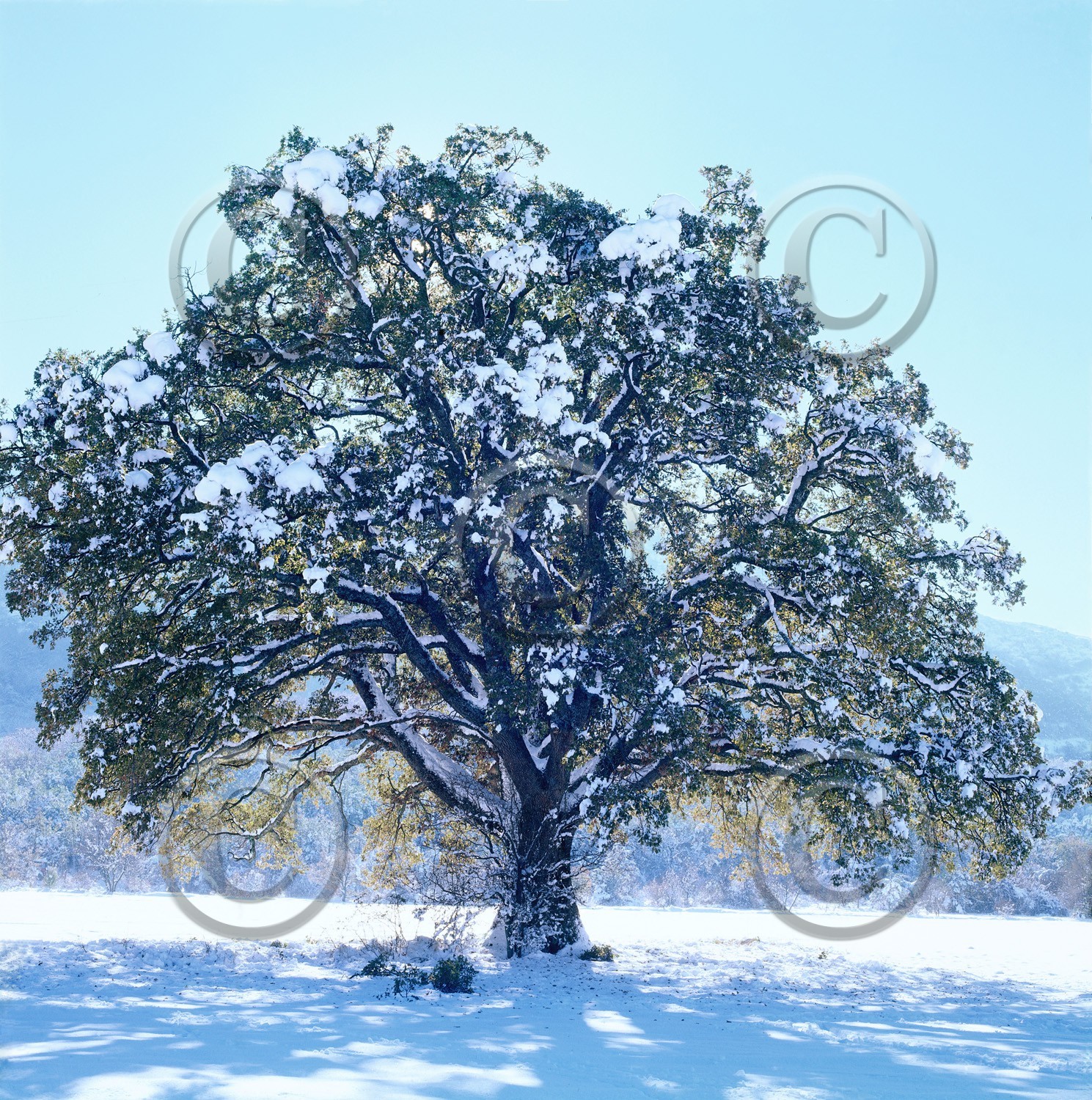 Photo de la sainte baume