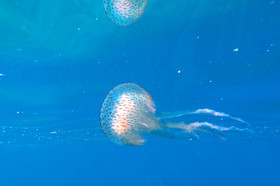 meduse