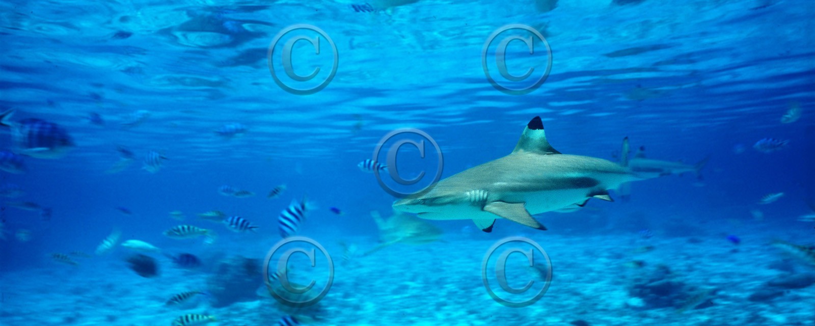 ref-609-requin-pacifique-pointe-noir-sud.jpg