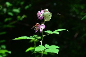 Photo de la sainte baume