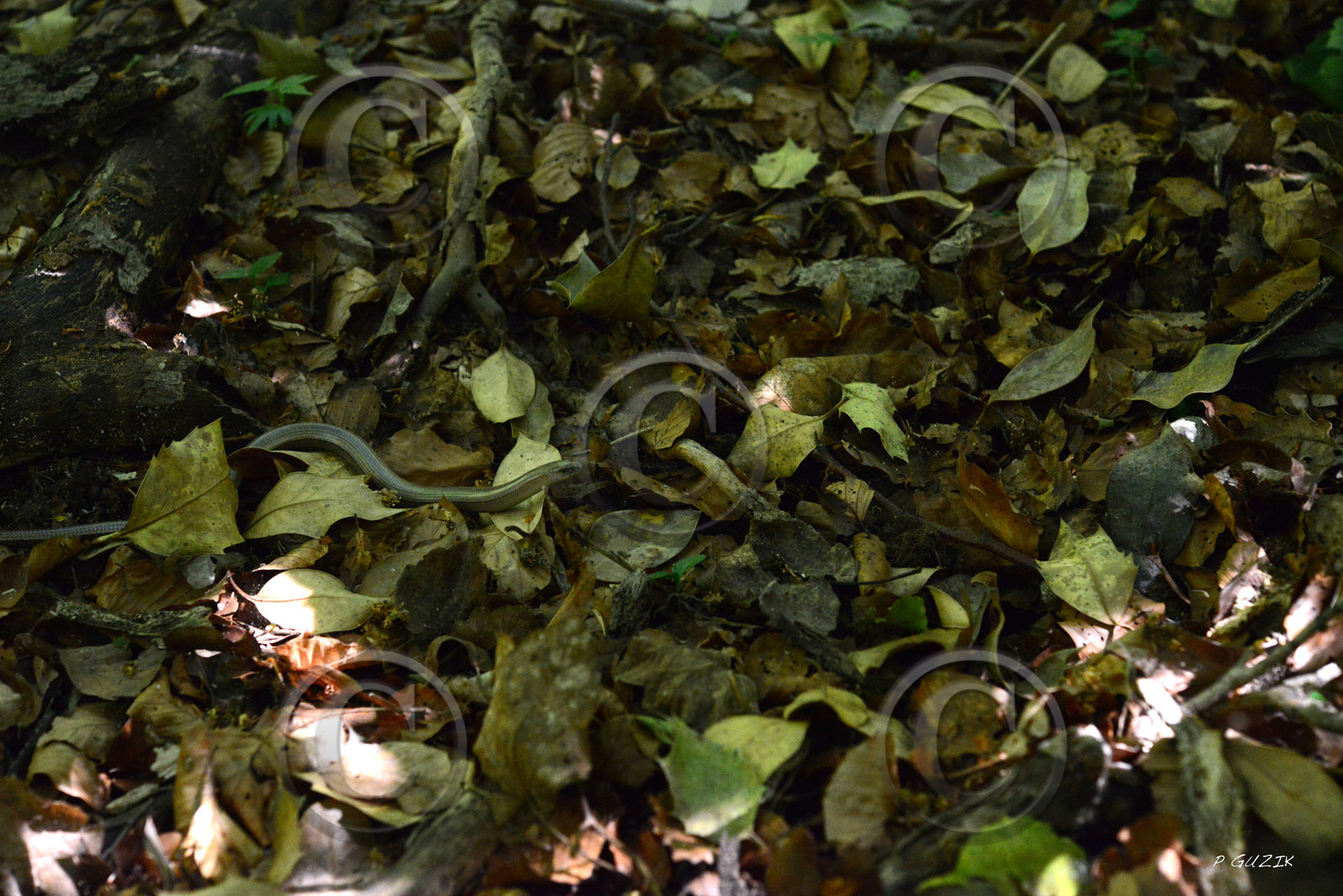 MISE A  JOUR  en cours