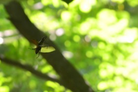 Photo de la sainte baume