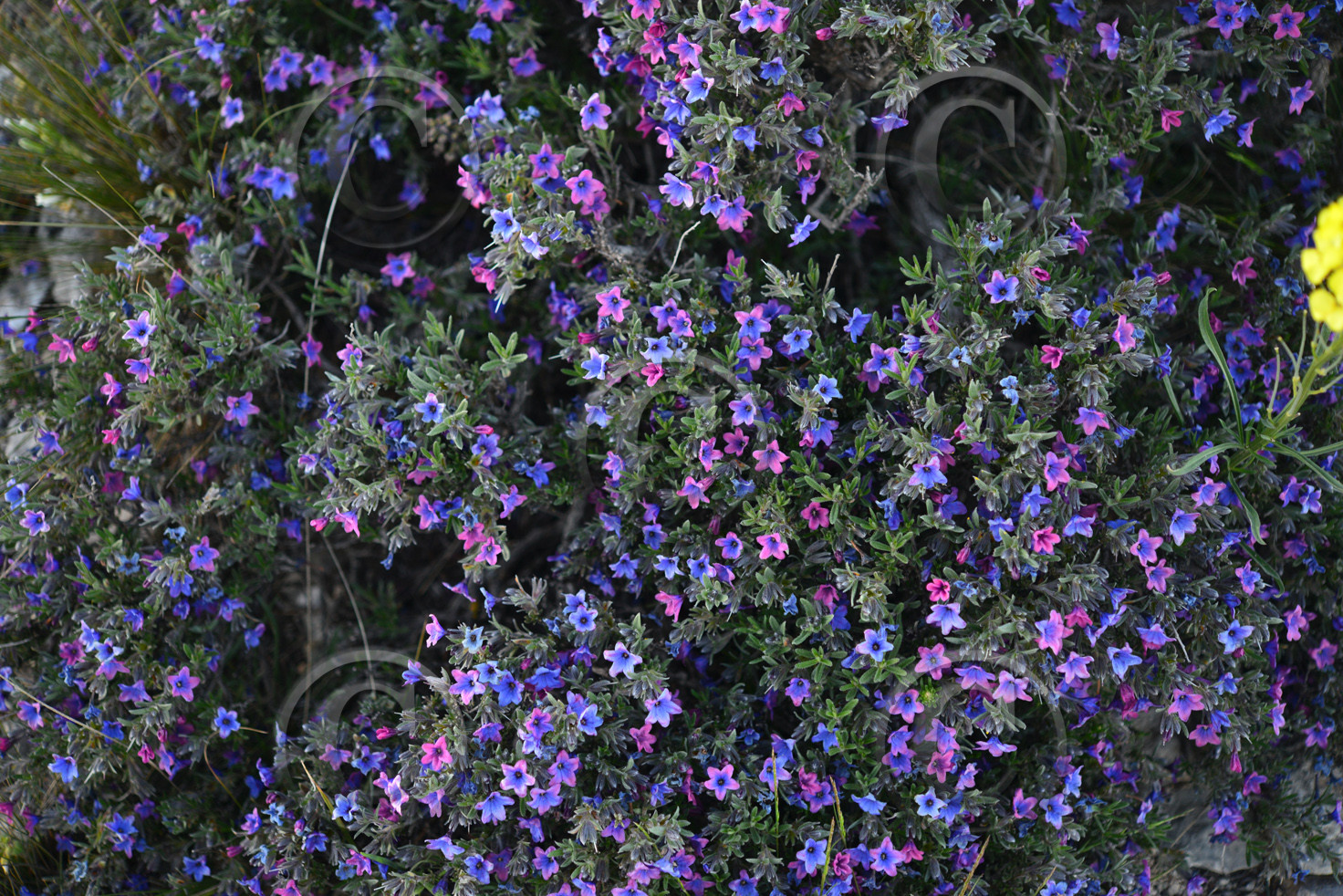 Photo de la sainte baume