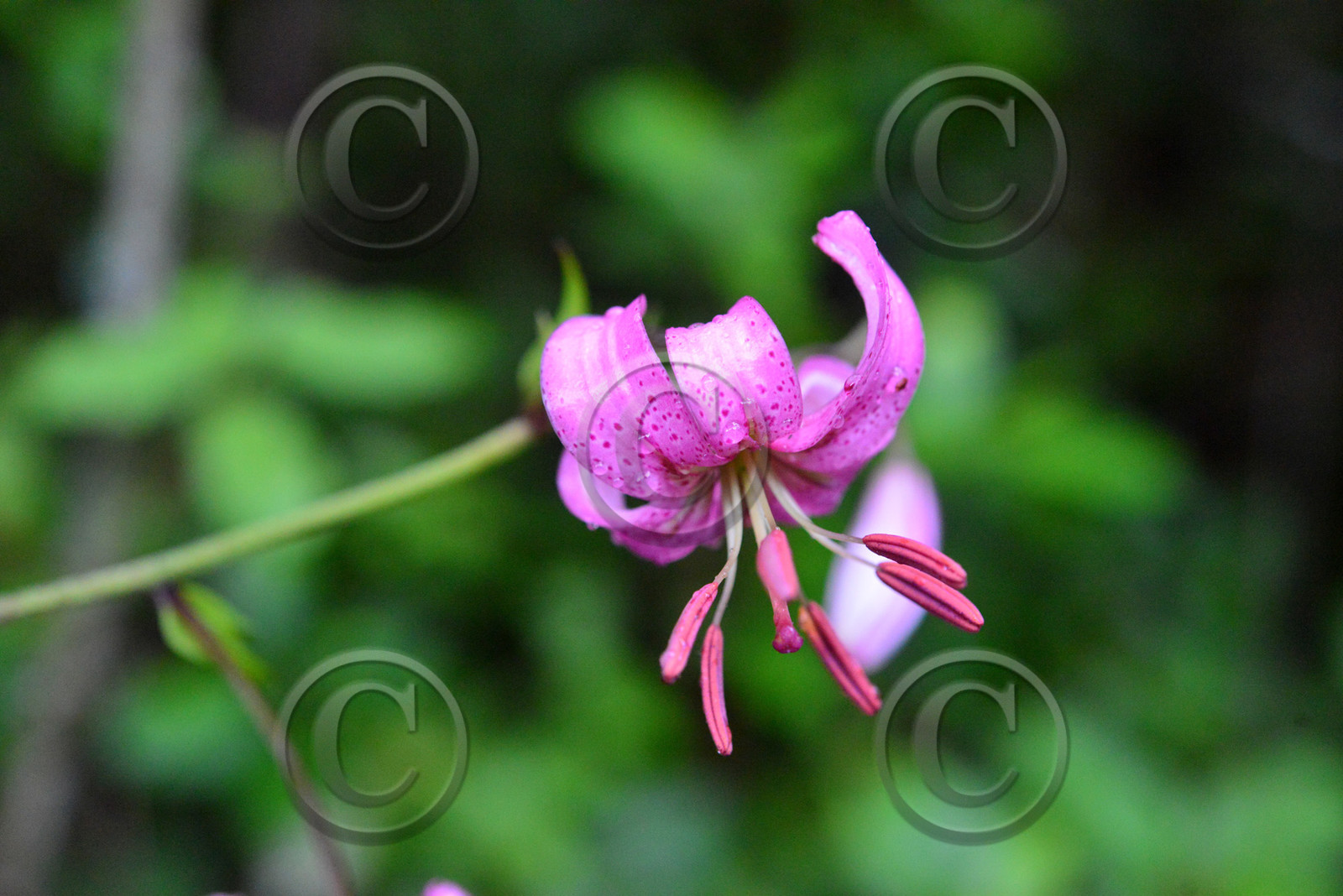 Photo de la sainte baume