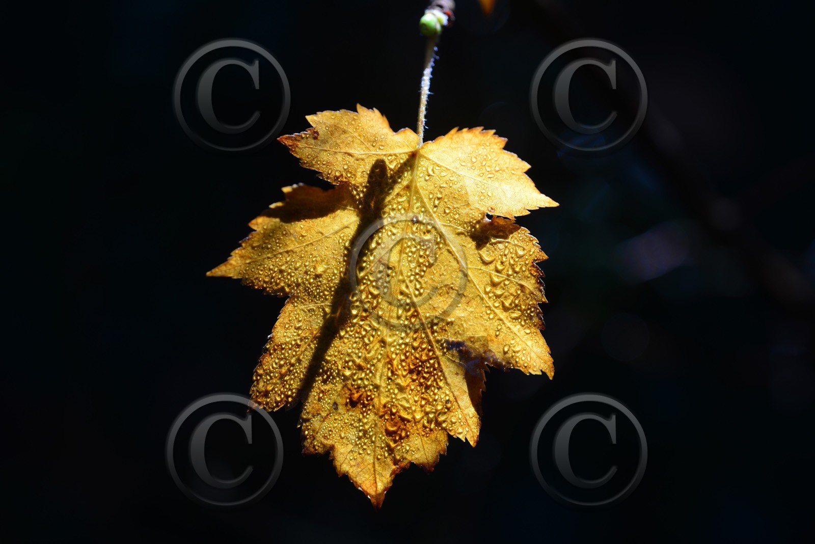 Photo de la sainte baume