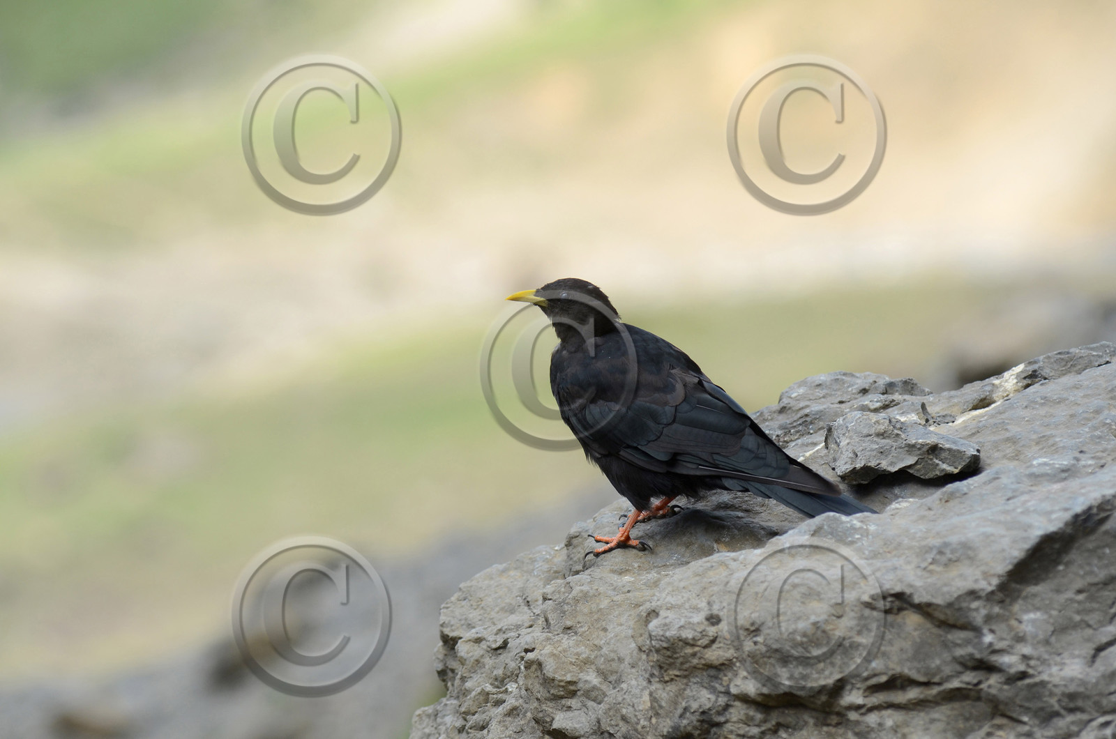 MISE A  JOUR  en cours