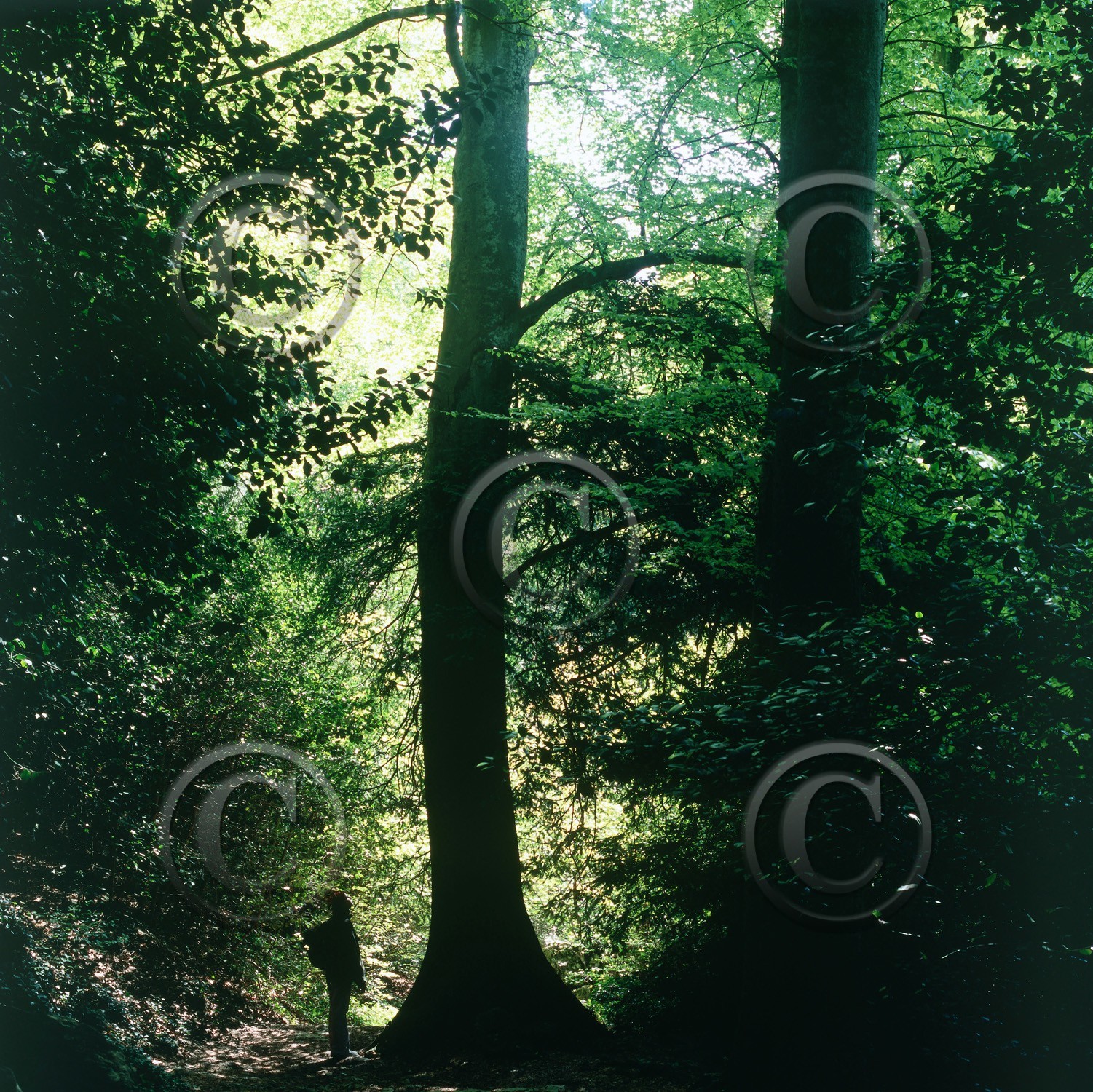 Photo de la sainte baume