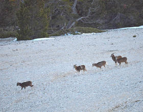 MOUFLONS  VENTOUX