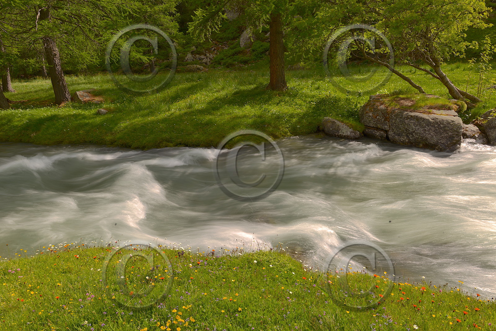 DANS LES ALPES DU SUD  , LE QUEYRAS