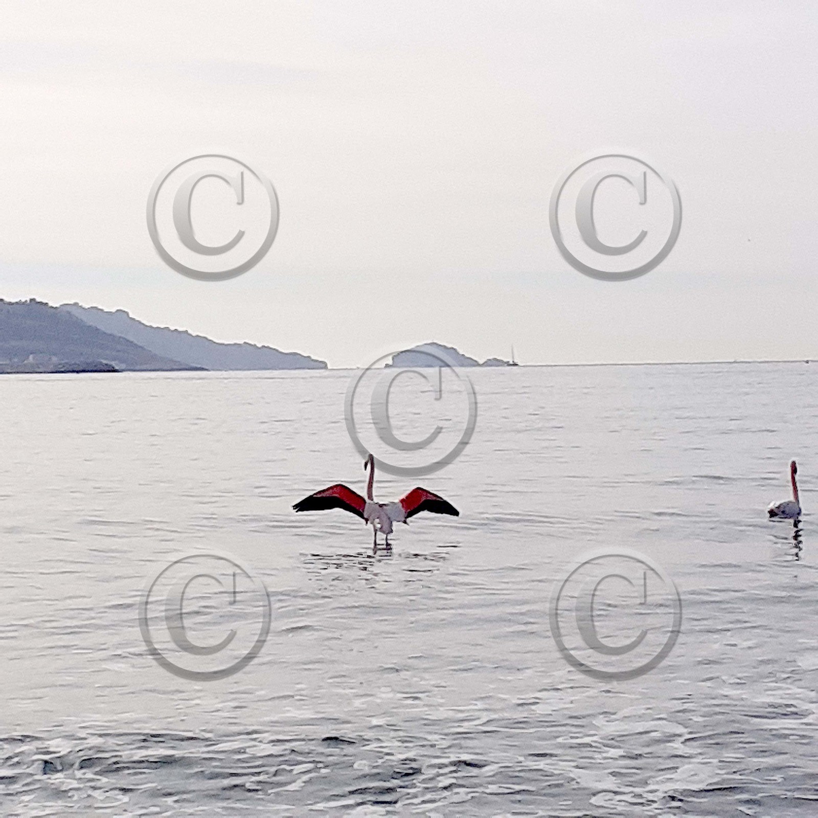 flamants roses sur la plage du prado marseille