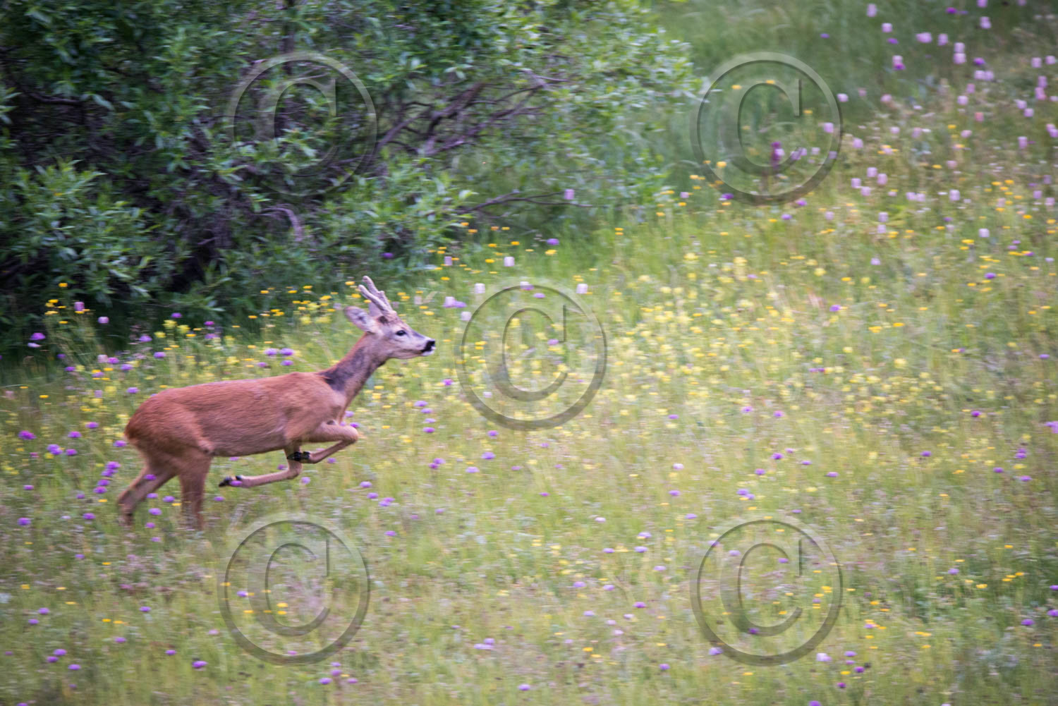 montagne haute alpes ,queyras, mercantour,alpes de haute provence,alpes maritime