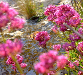 FAUNE ET FLORE CALANQUES
