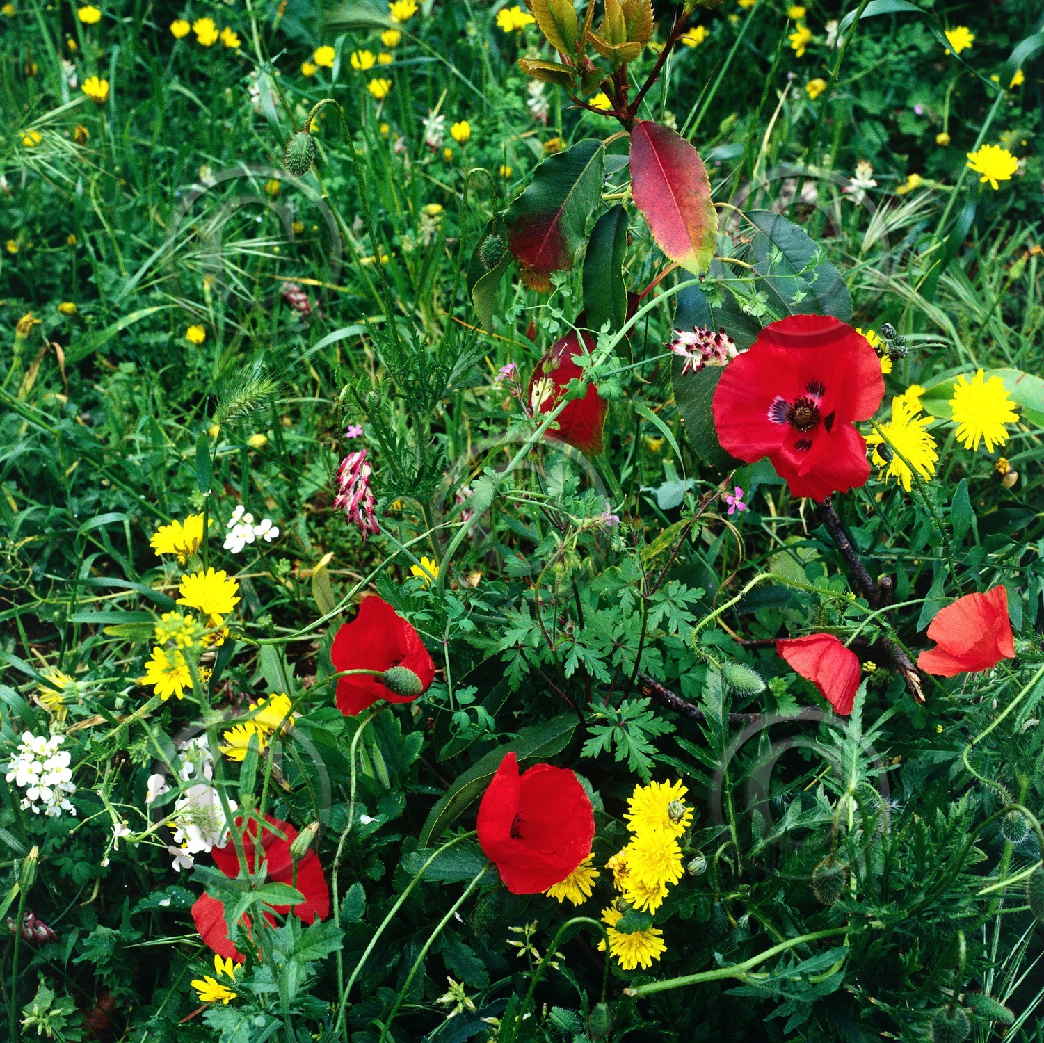 Photo de la sainte baume