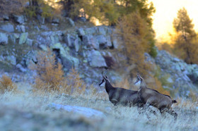 MISE A  JOUR  en cours