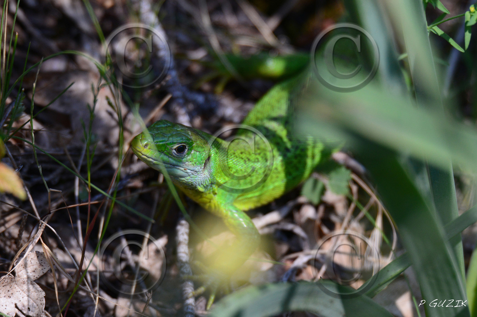 MISE A  JOUR  en cours