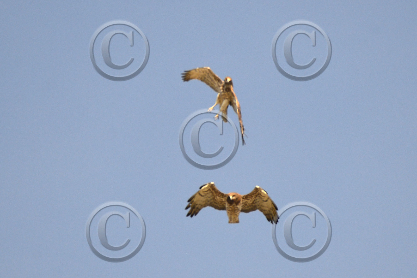 MISE A  JOUR  en cours