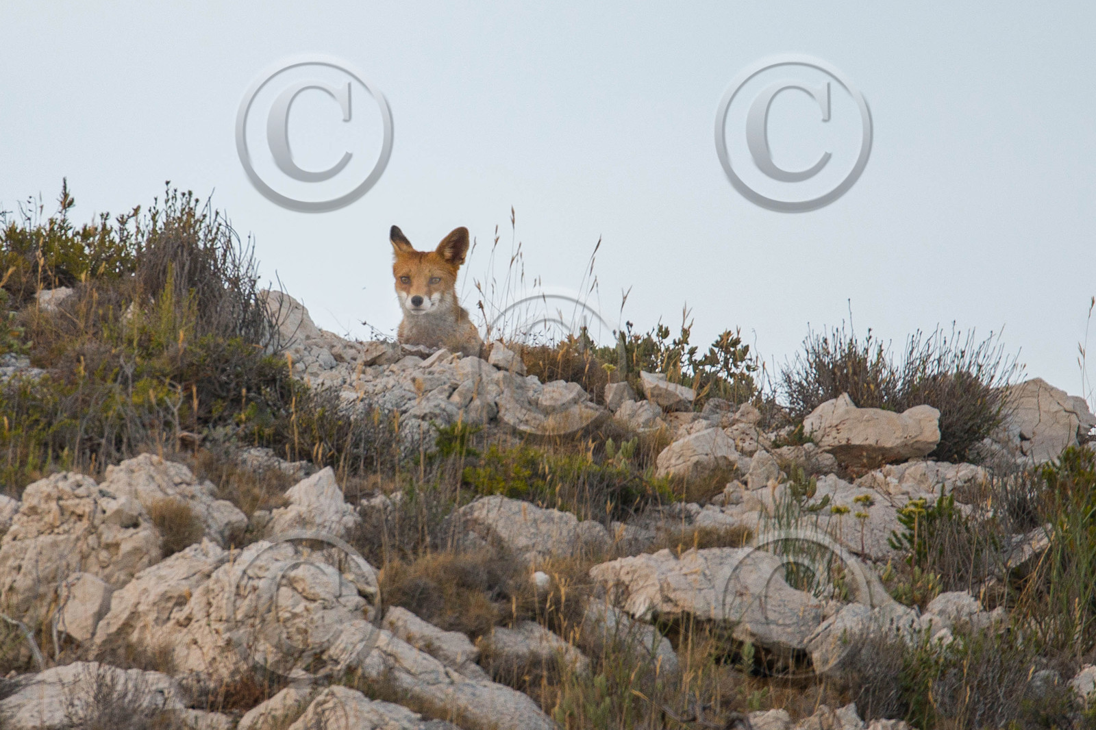 MISE A  JOUR  en cours