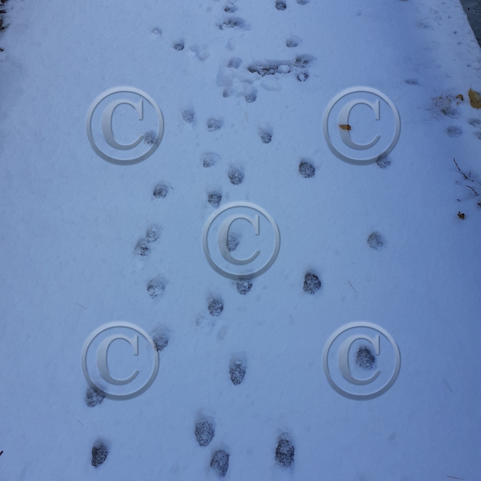 moins 14° debut novembre