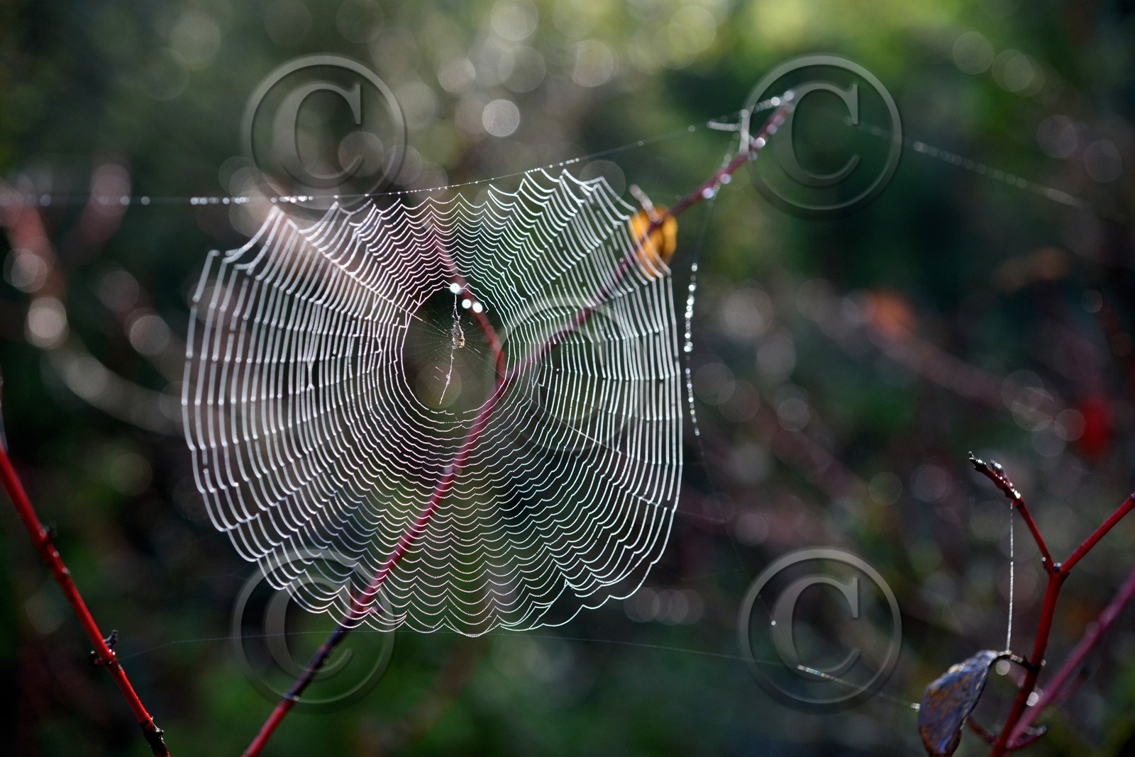 Photo de la sainte baume