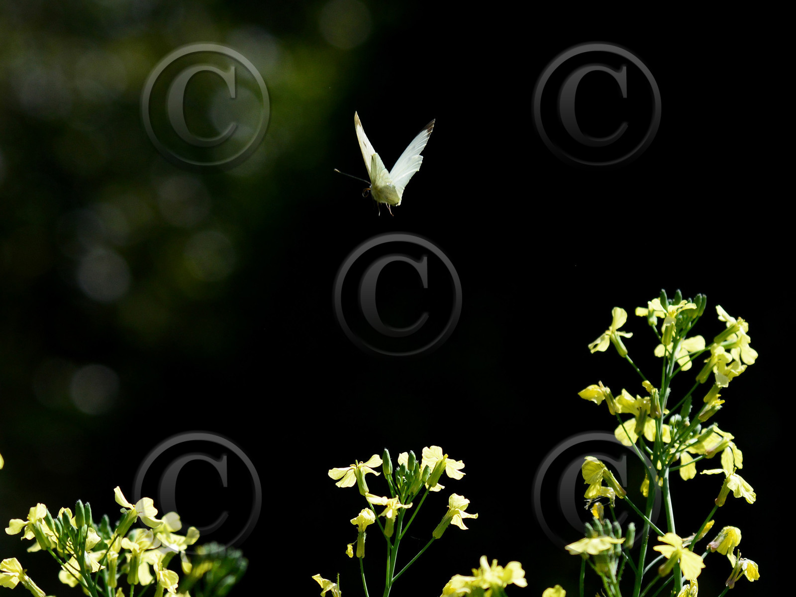 MISE A  JOUR  en cours