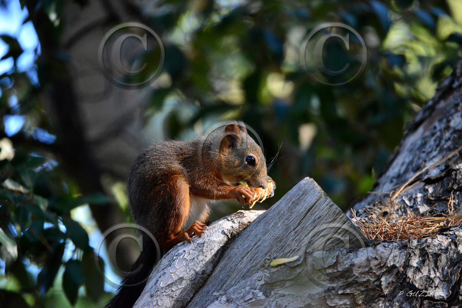 MISE A  JOUR  en cours