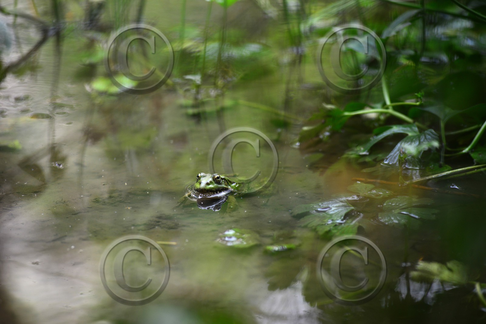 MISE A  JOUR  en cours