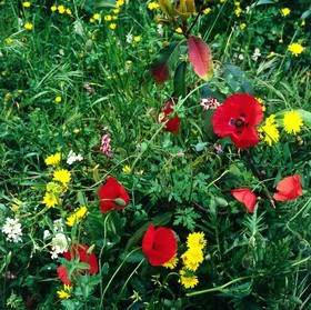 Photo de la sainte baume