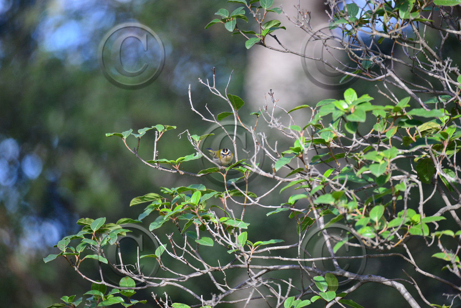 MISE A  JOUR  en cours