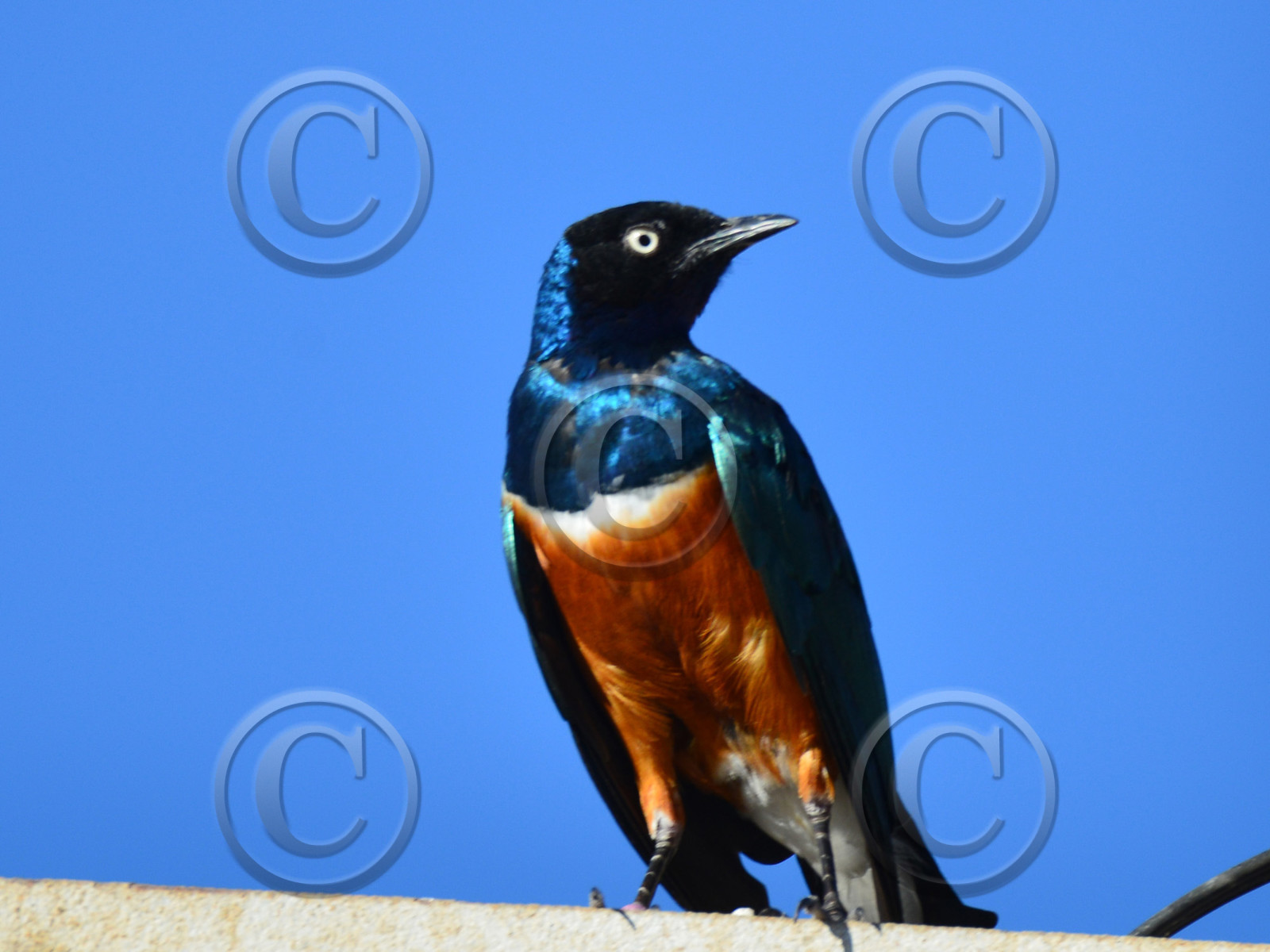 MISE A  JOUR  en cours