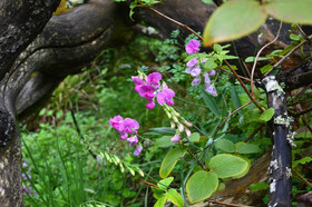 Photo de la sainte baume