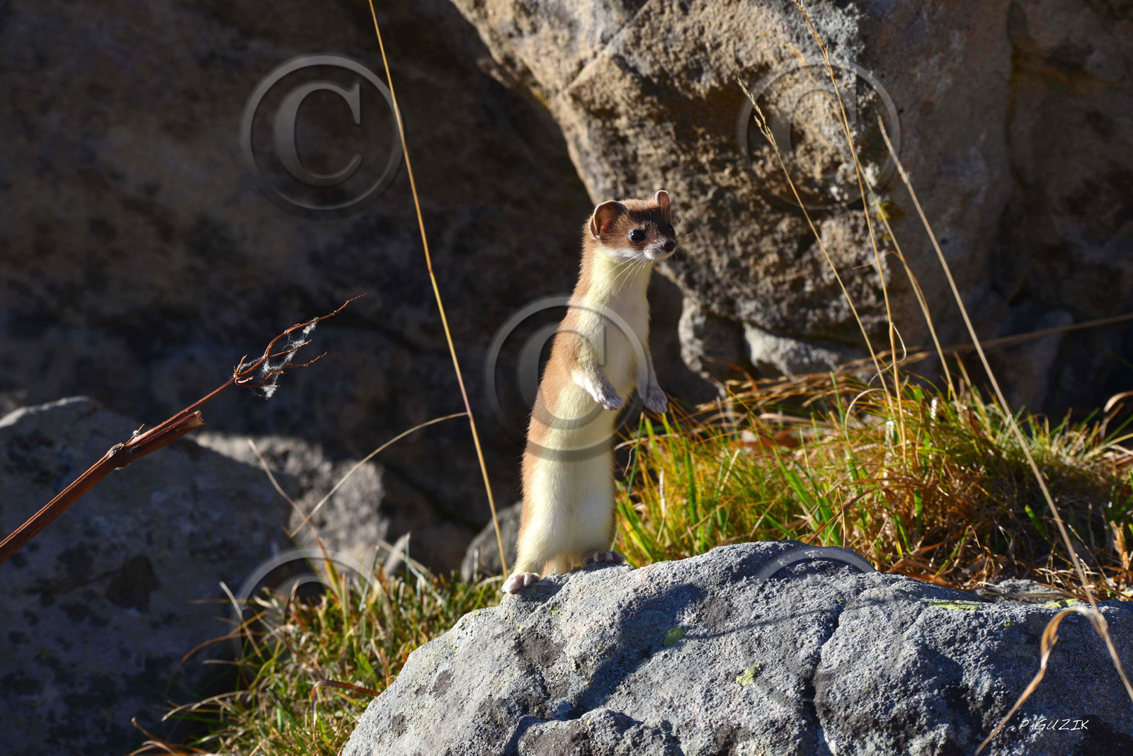 MISE A  JOUR  en cours