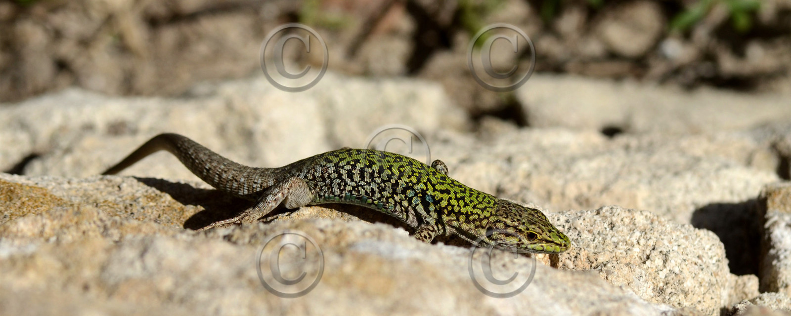 MISE A  JOUR  en cours