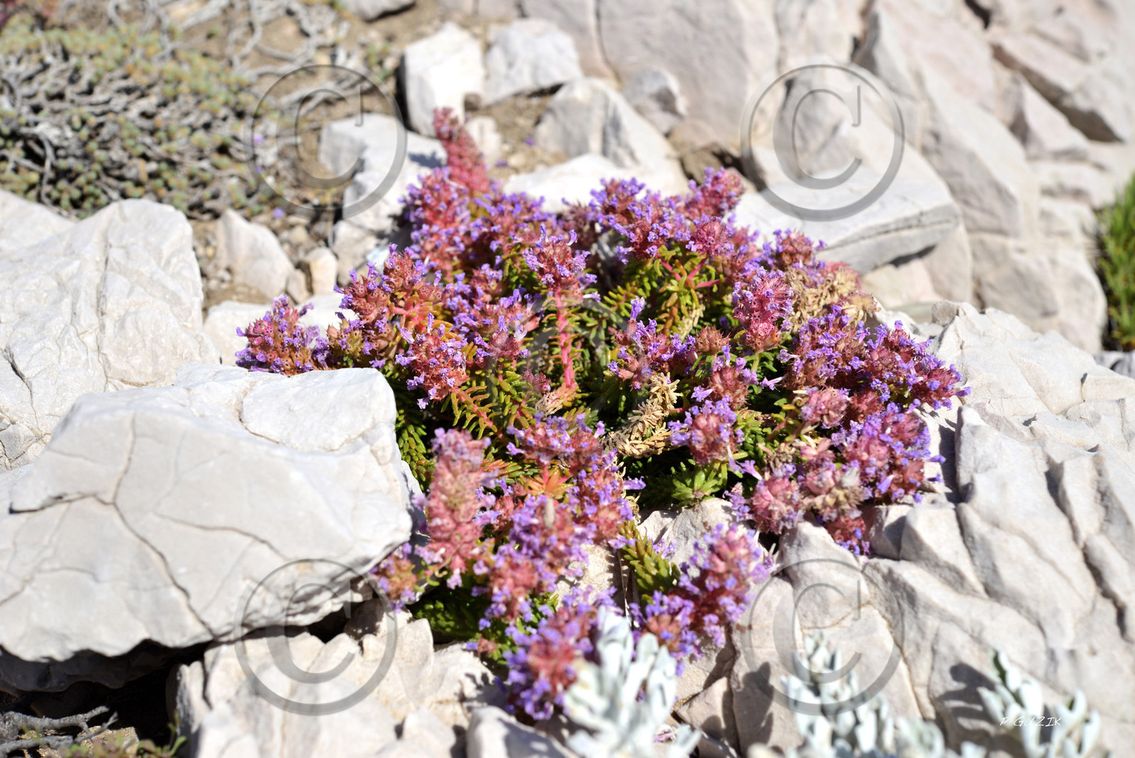 MISE A  JOUR  en cours