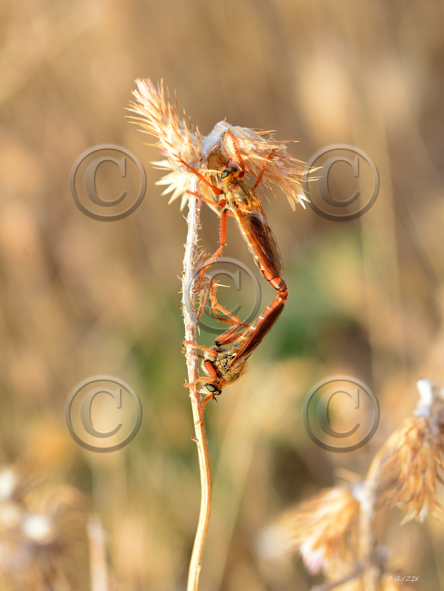 MISE A  JOUR  en cours