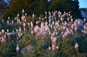 Photo de la sainte baume