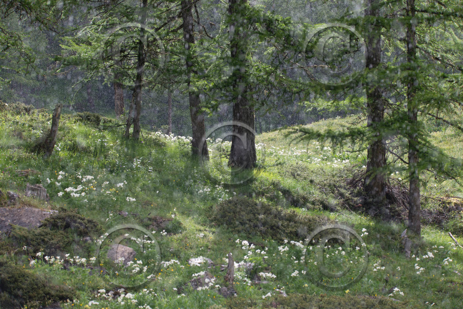 montagne haute alpes ,queyras, mercantour,alpes de haute provence,alpes maritime