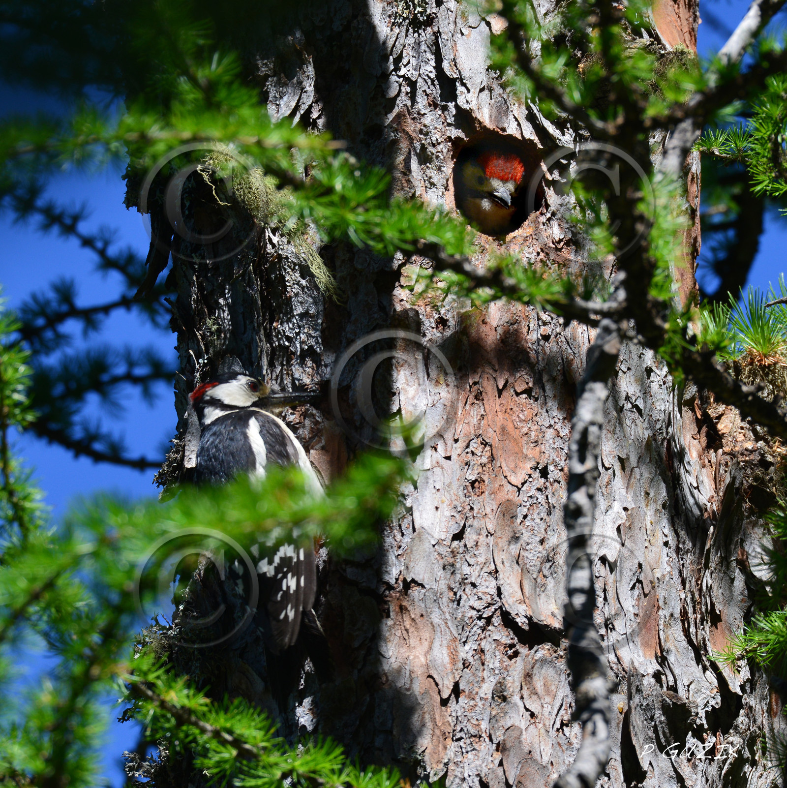 montagne haute alpes ,queyras, mercantour,alpes de haute provence,alpes maritime