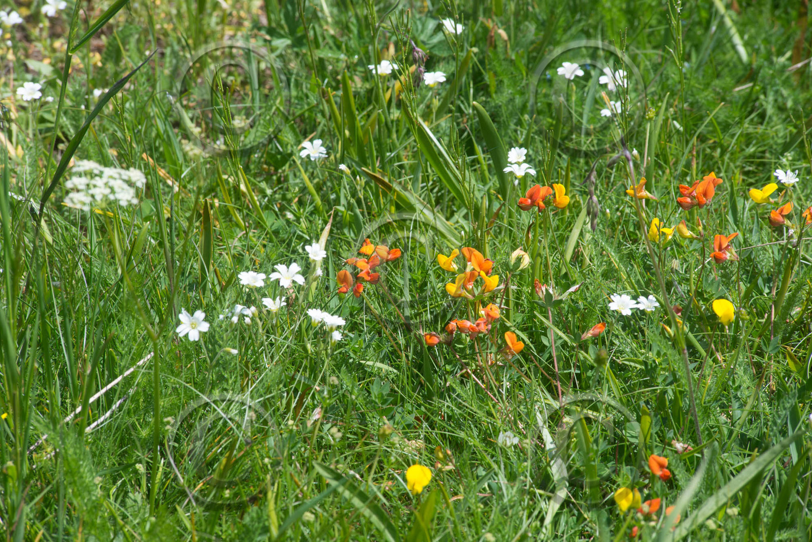 montagne haute alpes ,queyras, mercantour,alpes de haute provence,alpes maritime