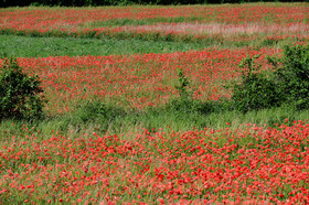Photo de la sainte baume