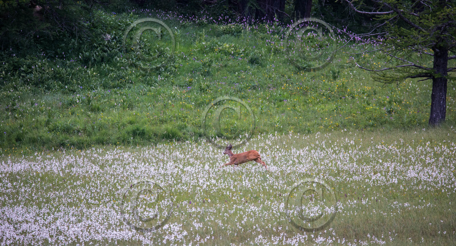 montagne haute alpes ,queyras, mercantour,alpes de haute provence,alpes maritime