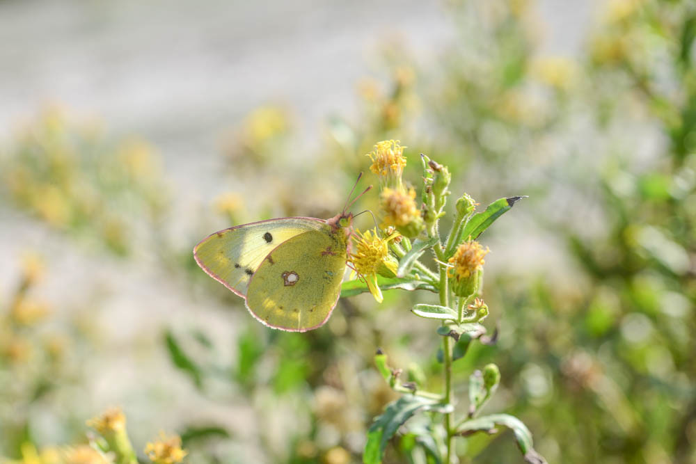 MISE A  JOUR  en cours