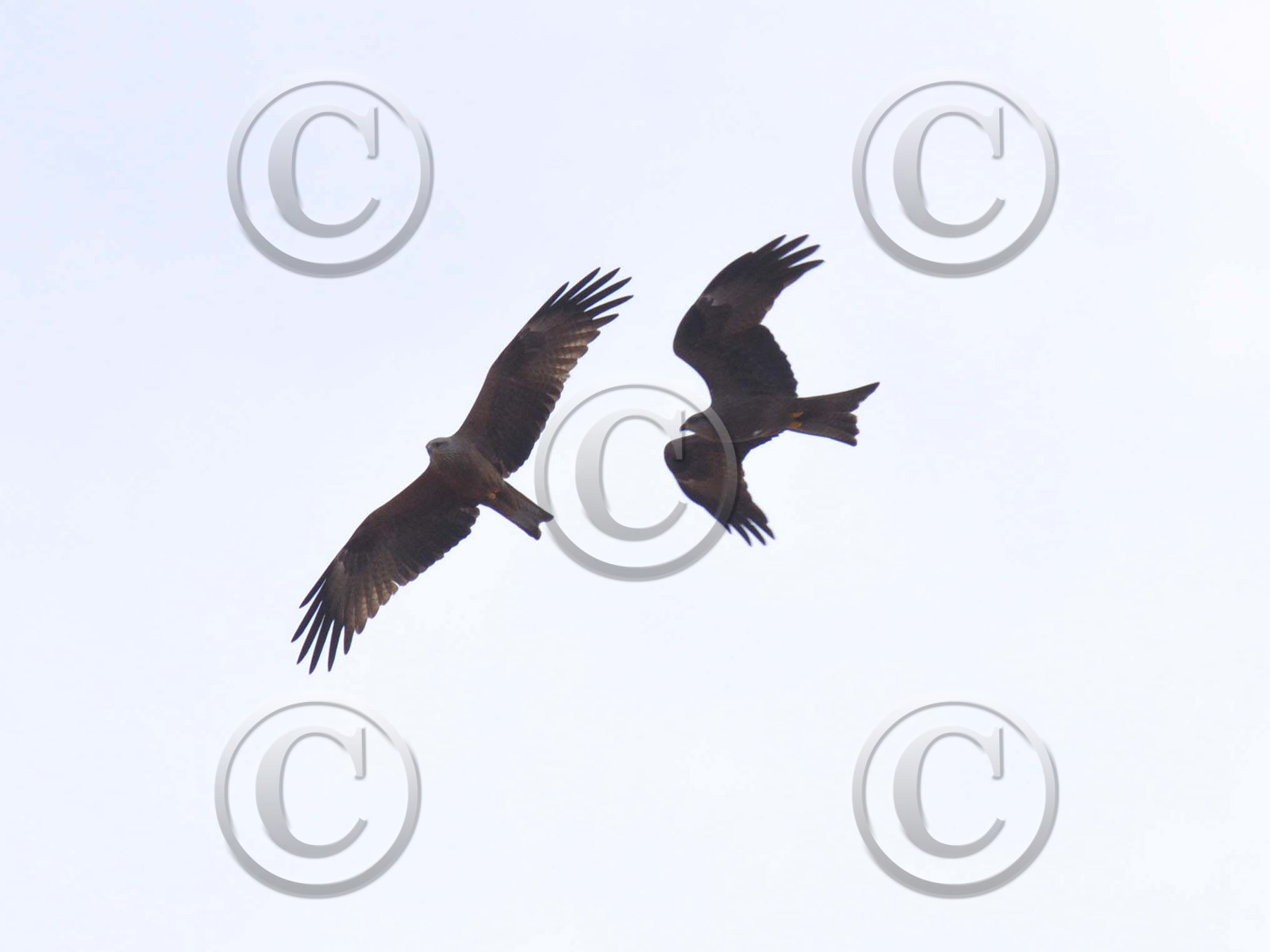 MISE A  JOUR  en cours