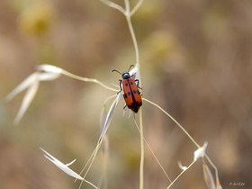 MISE A  JOUR  en cours