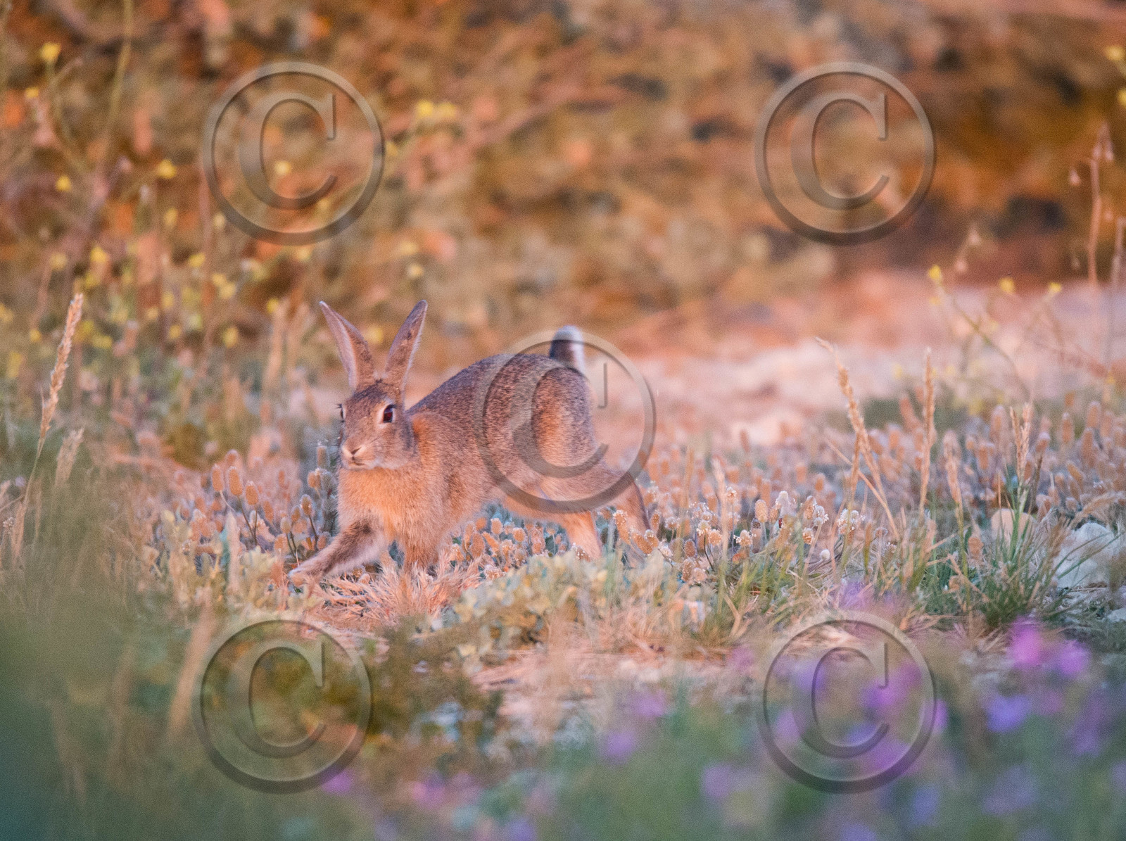 MISE A  JOUR  en cours