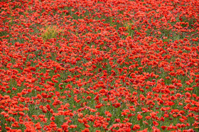 Photo de la sainte baume