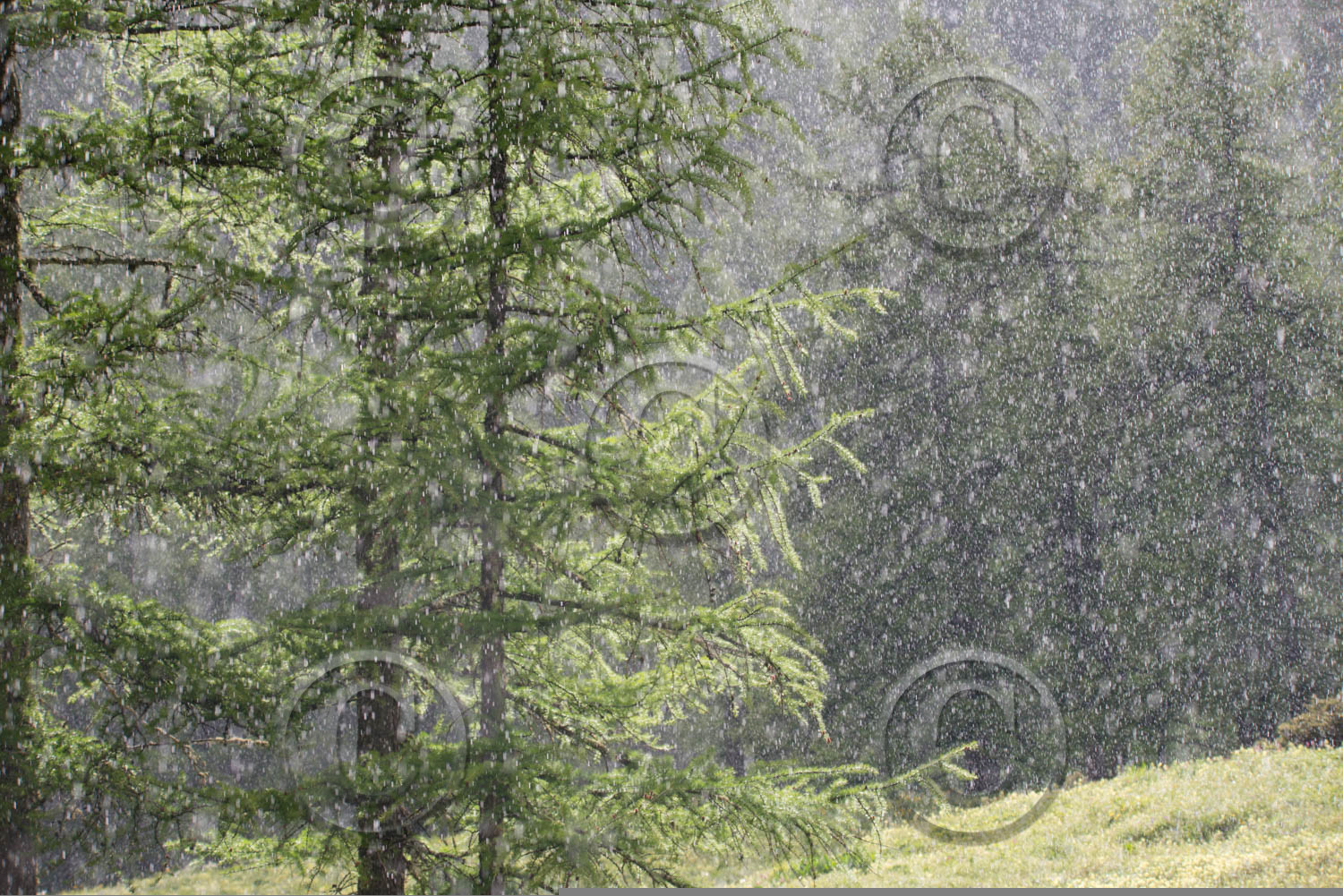 montagne haute alpes ,queyras, mercantour,alpes de haute provence,alpes maritime