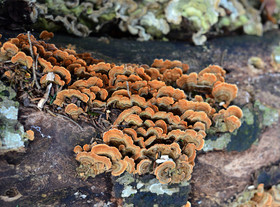 Photo de la sainte baume