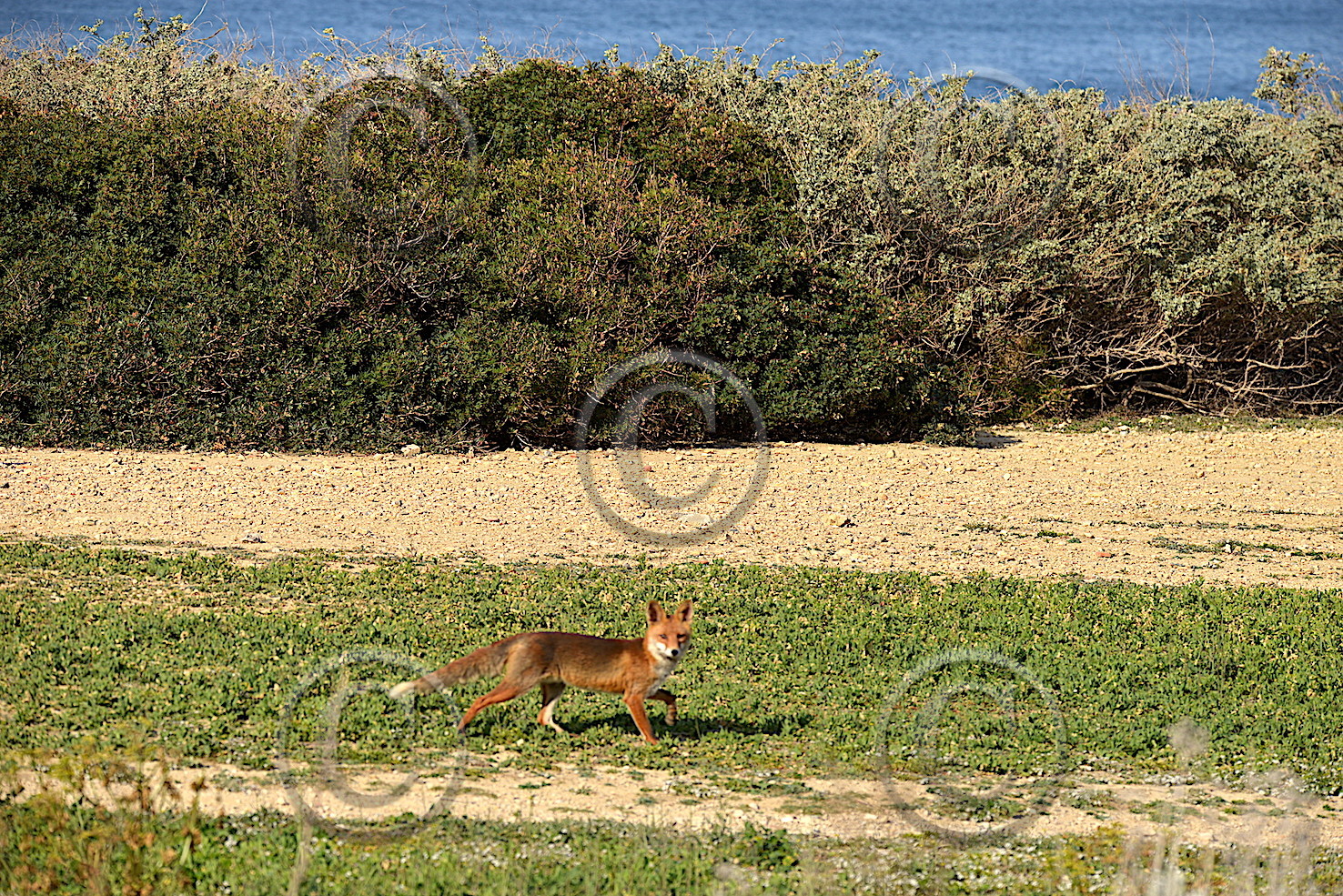 renard  des calanques