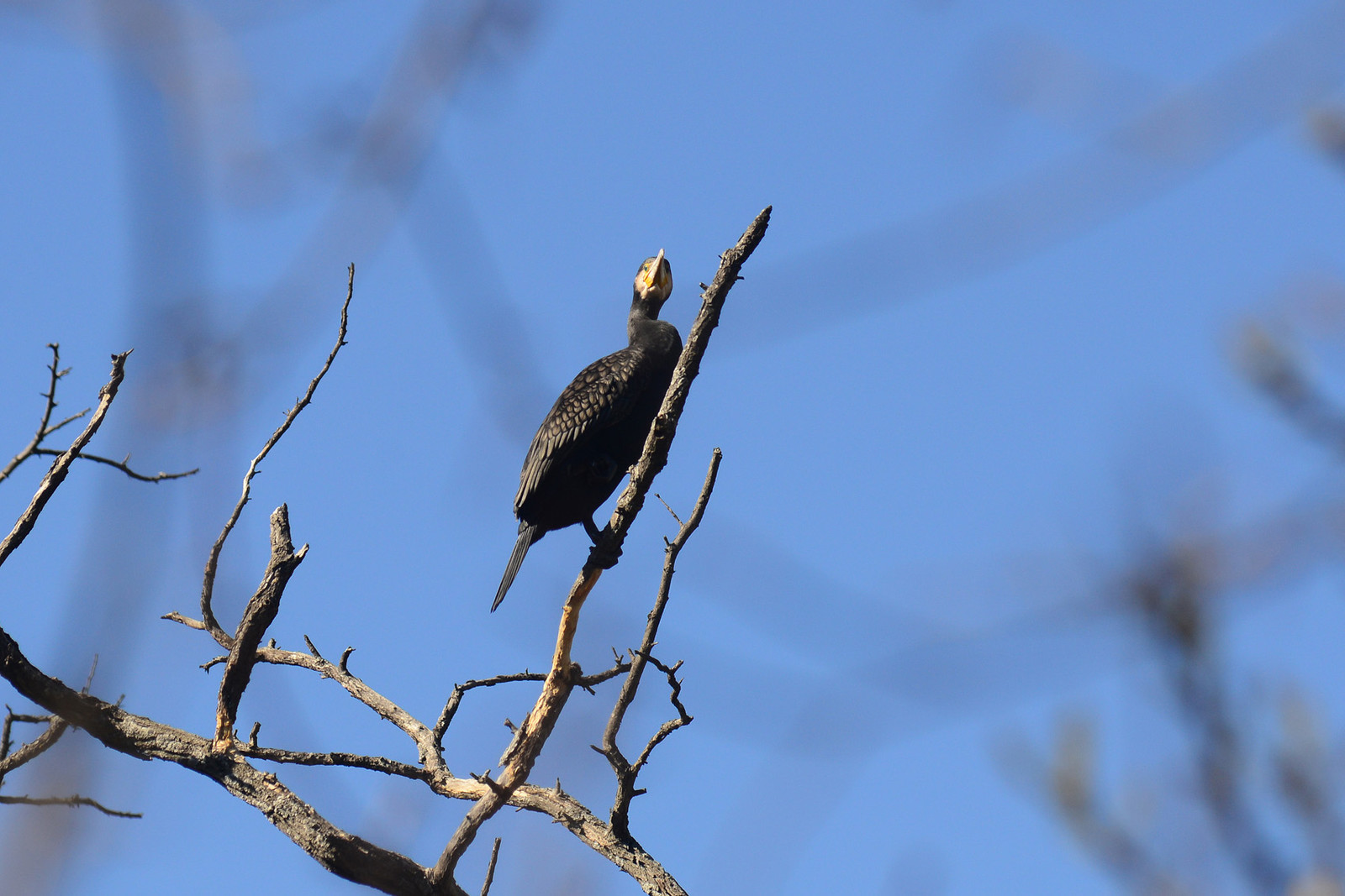 Photo de la sainte baume